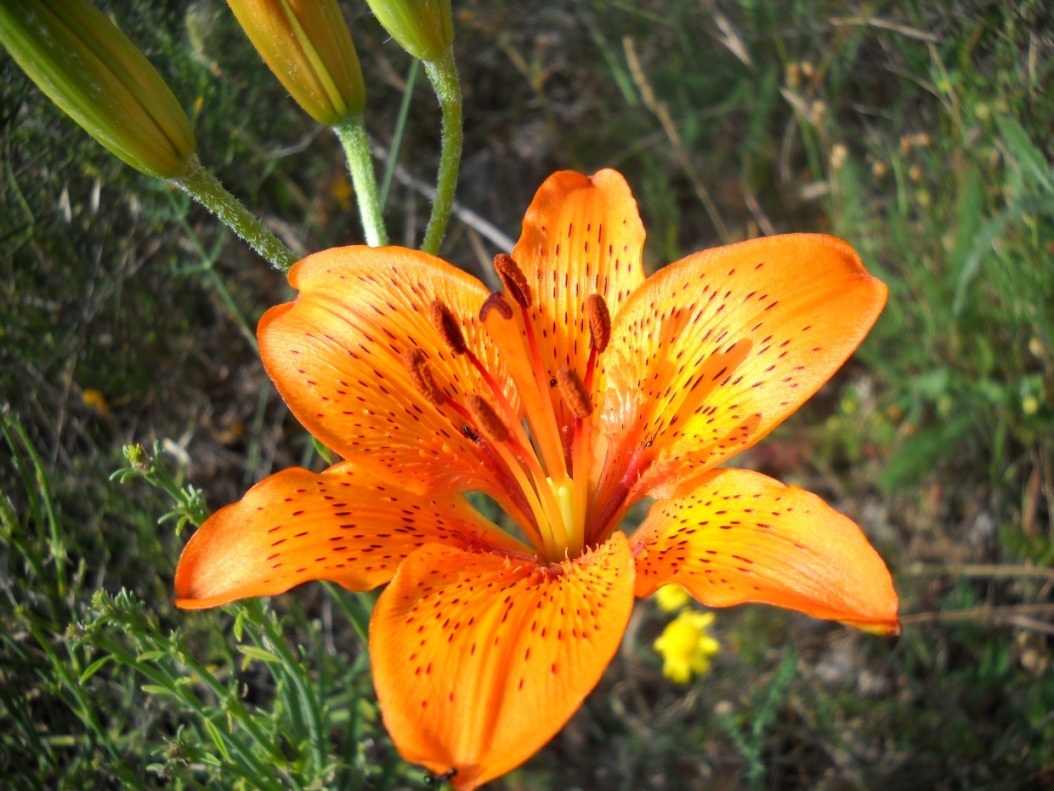 che giglio ? Lilium bulbiferum